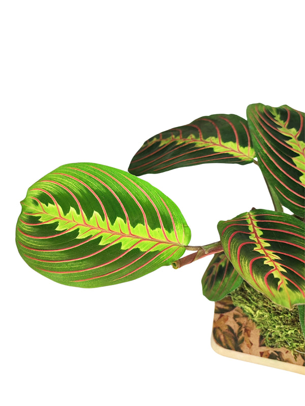 La magia de la Maranta Tricolor Kokedama: la planta que baila