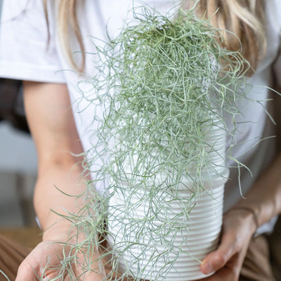 LA MAGIE DE TILLANDSIA USNEOIDES