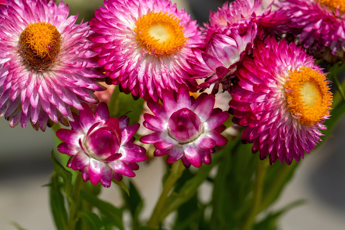 Die Pflanze, die niemals stirbt: Entdecke die Helichrysum und ihre tausend Anwendungen