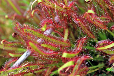 La fascinante historia de las plantas carnívoras: orígenes y adaptaciones
