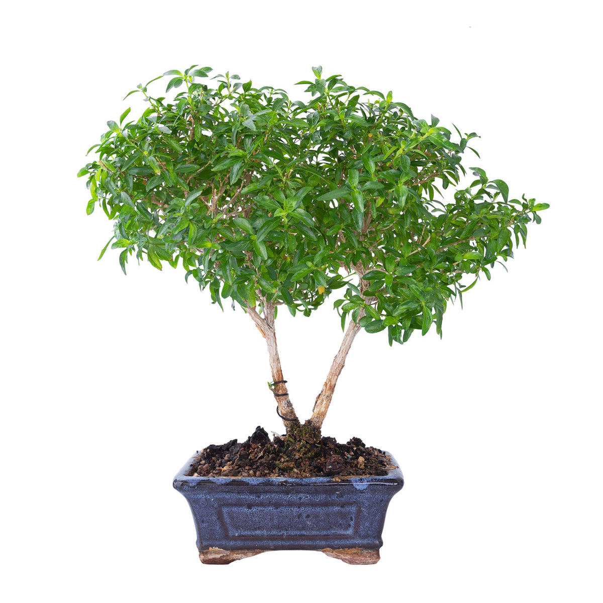 La historia y los secretos de la Serissa foetida
