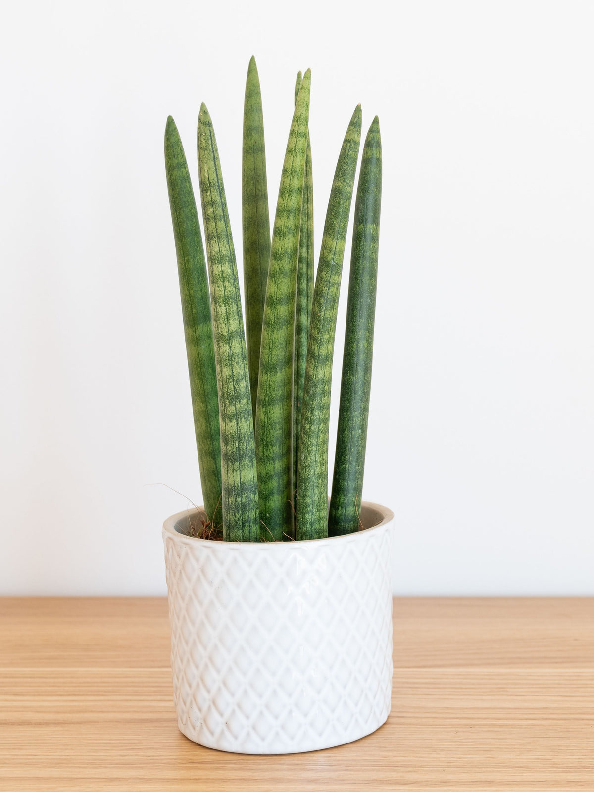 Las Maravillas de la Vela Sansevieria Cylindrica: ¡Una Guía Completa para Descubrir el Encanto de Esta Planta de Interior!