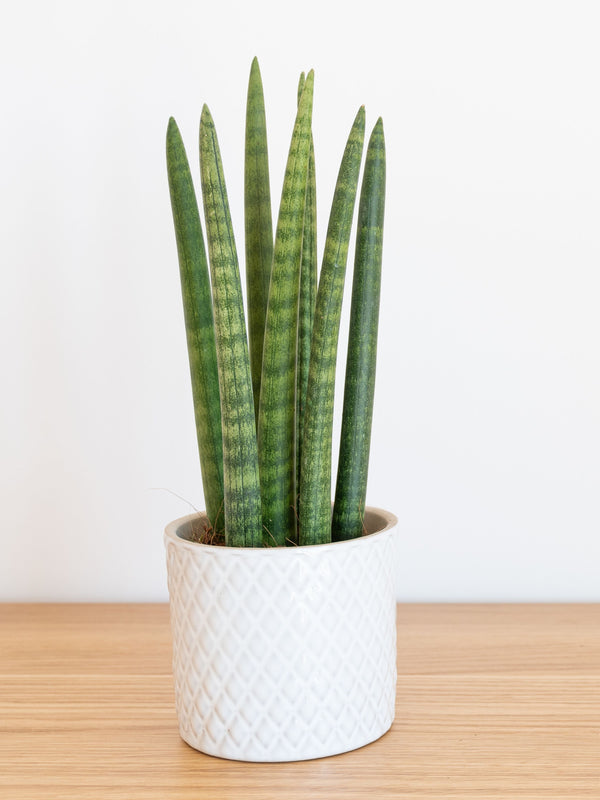 Las Maravillas de la Vela Sansevieria Cylindrica: ¡Una Guía Completa para Descubrir el Encanto de Esta Planta de Interior!