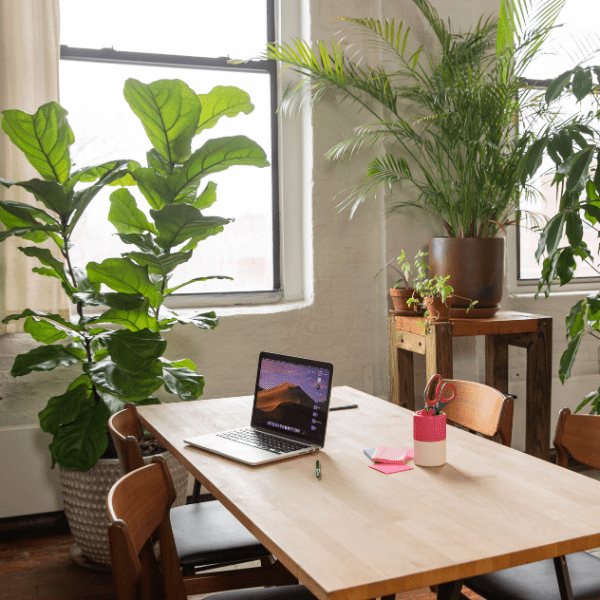 Las mejores plantas para mejorar la productividad