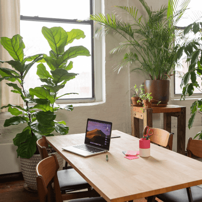 Les meilleures plantes pour améliorer la productivité