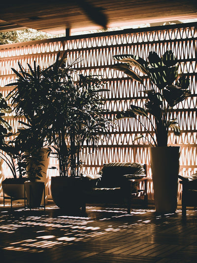 La importancia de las plantas en los espacios interiores: transforma tu casa en un paraíso verde