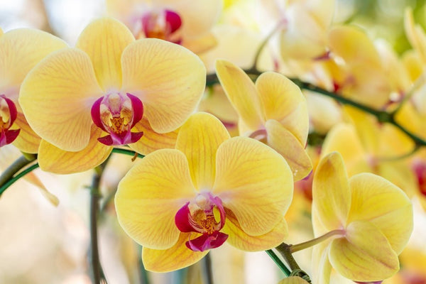 La Orquídea Phalaenopsis