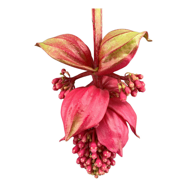 Medinilla Magnifica: La Reina Tropical de las Flores Rosas Colgantes | Guía Completa de Cuidado