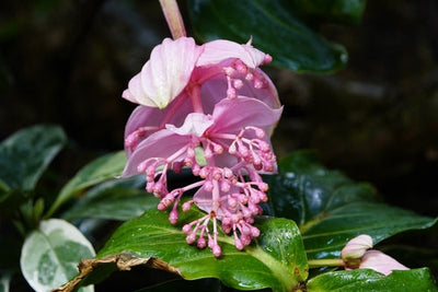 Medinilla Magnifica: The Tropical Elegance that Transforms Your Home