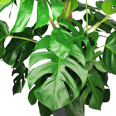 Planta Monstera: Todo lo que debes saber sobre la planta con hojas perforadas
