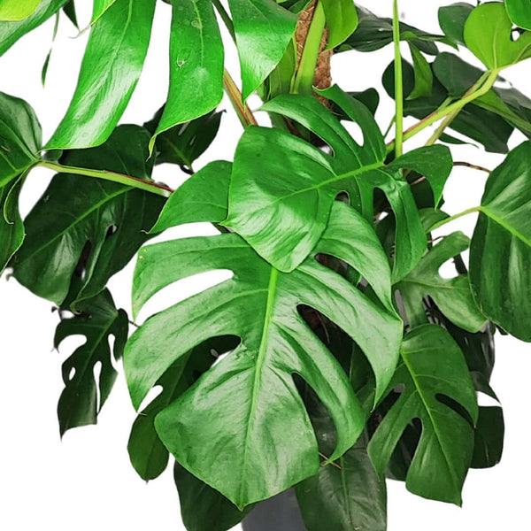 Monstera-Pflanze: Alles, was du über die Pflanze mit den durchlöcherten Blättern wissen musst