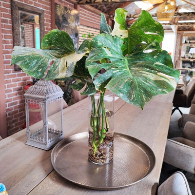 Monstera in Hydroculture? Techniques and Tips for Soil-Free Cultivation