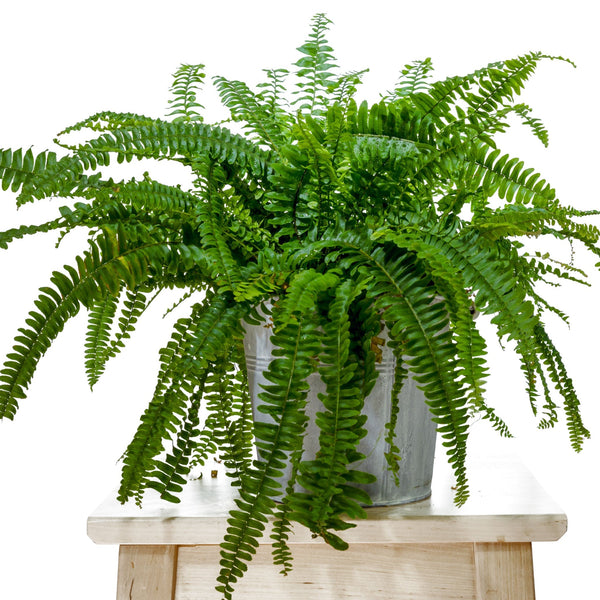 Felce Boston in vaso con fronde piumate verde brillante ricadenti