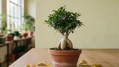 Why is My Bonsai Losing Leaves? The Ultimate Diagnostic Guide 2026