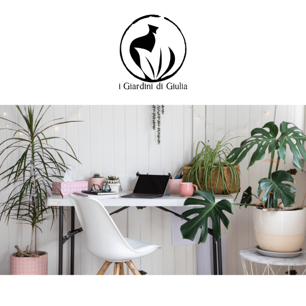 Plantas que Mejoran Tu Productividad Laboral desde Casa