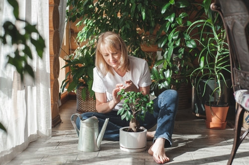 Plantas de Interior para Decorar: Diseño Biofílico 2025