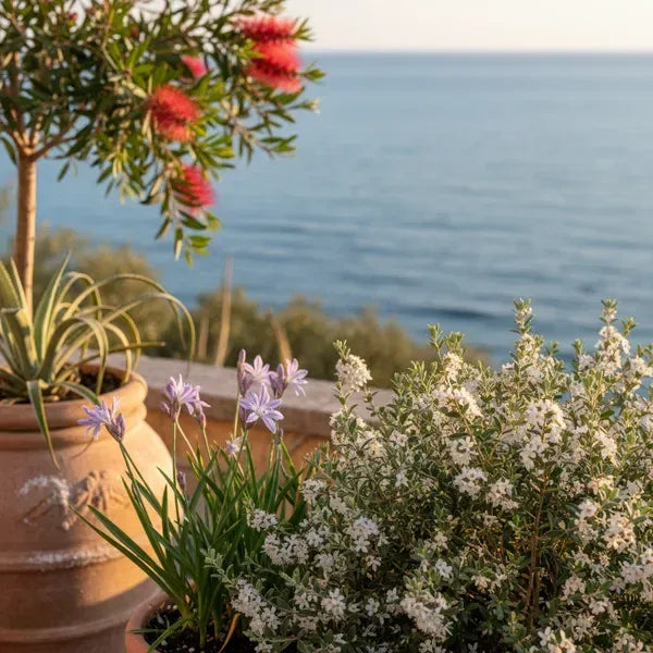 Plantes résistantes en bord de mer : 5 espèces sélectionnées pour jardins, hôtels et maisons de vacances