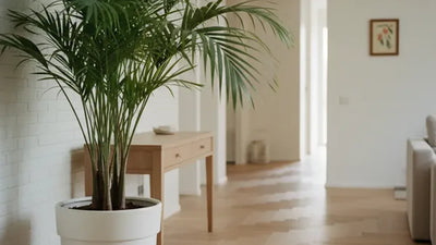 Kentia in vaso alto in un ingresso ampio dal design moderno
