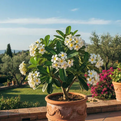 ¿La plumeria no florece? Descubre los secretos para una floración espectacular