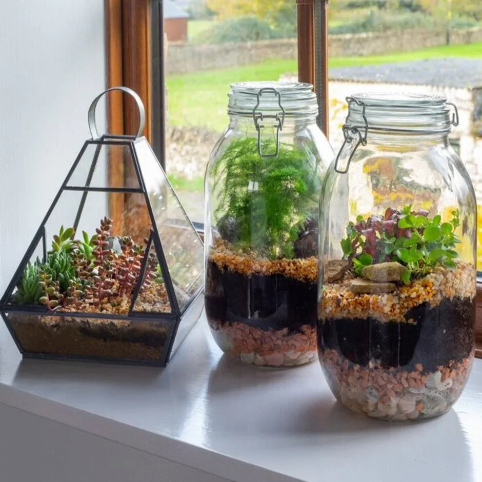 Green Plant Terrarium: Complete Guide to Care and Maintenance