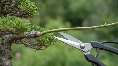 Germoglio lungo di bonsai pronto per la potatura di mantenimento con forbici professionali
