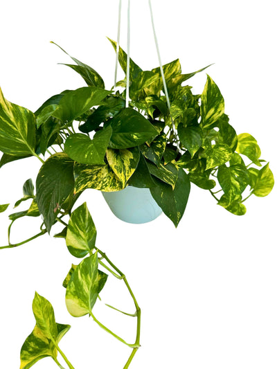 Pothos (Epipremnum Aureum): The Complete Guide to the Perfect Houseplant for Design and Well-being