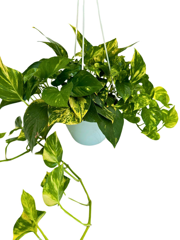 Pothos (Epipremnum Aureum): The Complete Guide to the Perfect Houseplant for Design and Well-being