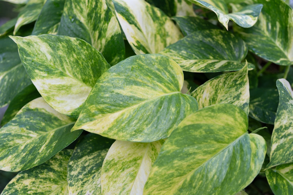 Las variedades de Pothos más bellas y raras: guía para reconocerlas y elegirlas