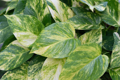 The Most Beautiful and Rarest Pothos Varieties: A Guide to Recognition and Selection