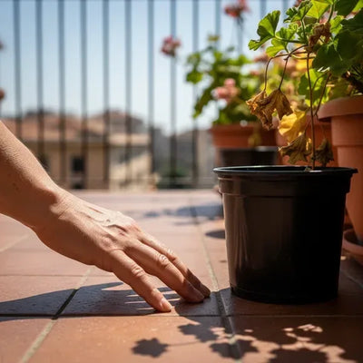 Plants and extreme heat: the emergency guide to save them in 48 hours