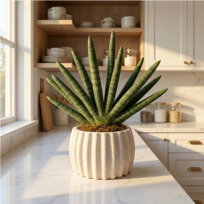Sansevieria Cylindrica: La elegancia escultórica que desafía el tiempo y requiere poco mantenimiento.