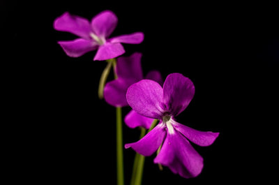 Descubre los Tipos de Plantas Carnívoras: Una Visión General de las Variedades más Fascinantes