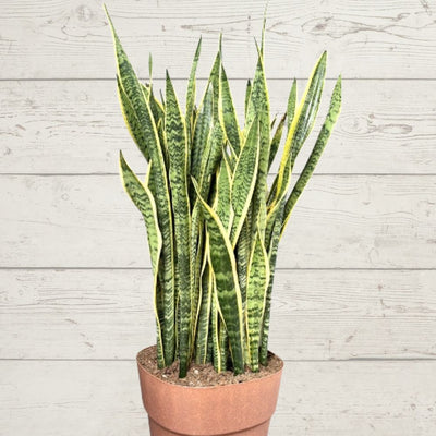 Descubre las Ventajas de la Sansevieria Laurentii: La Planta Resistente para Tu Casa y Oficina