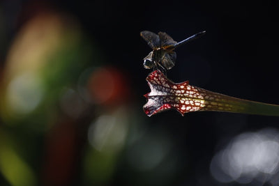 Découvrez le monde fascinant des plantes carnivores : ce qu'elles sont et comment elles fonctionnent