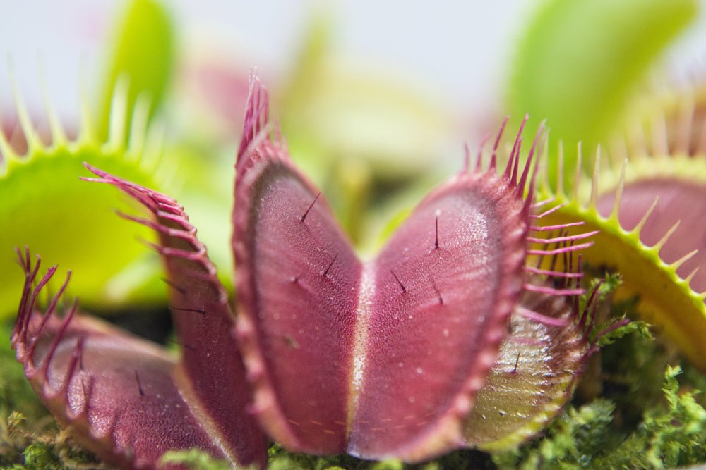 Descubre la Dionaea Muscipula: Planta Carnívora