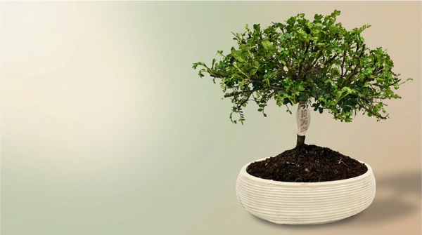 Bonsaï poivrier (Zanthoxylum) : Le guide complet pour le cultiver à la maison