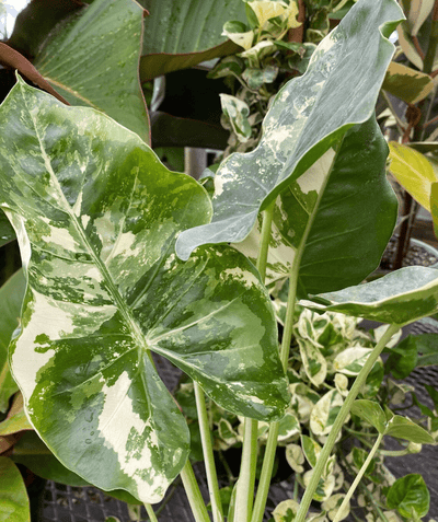 Unveiling the Secrets of Alocasia Macrorrhiza Camouflage: A Fascinating and Chameleonic Plant