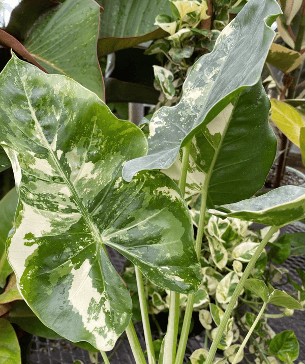 Dévoiler les secrets du camouflage Alocasia Macrorrhiza : une plante fascinante aux allures de caméléon