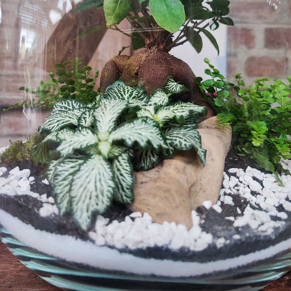 Guía Completa para el Cuidado y Mantenimiento de tu Terrario de Plantas Verdes