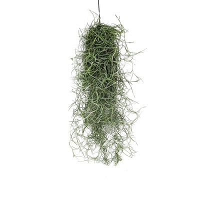 Tillandsia usneoides: The Magical Air Plant That Lives on Air and Purifies Your Home