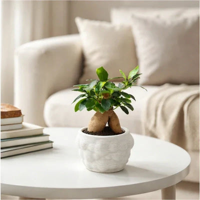 Piccolo bonsai Ginseng come bomboniera su un tavolo bianco elegante