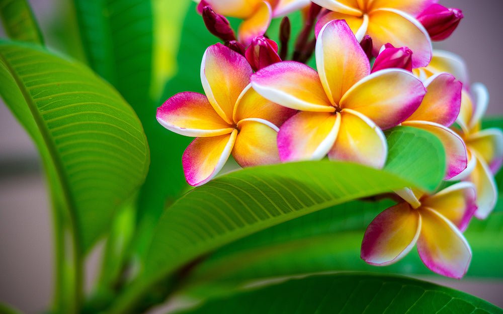 Plumeria: Complete Guide 2026 | Cultivation, Varieties, and Secrets