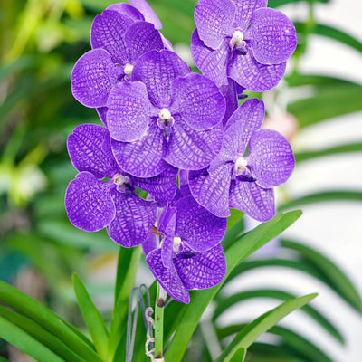 VANDA, LA REINE DES ORCHIDÉES EXOTIQUES