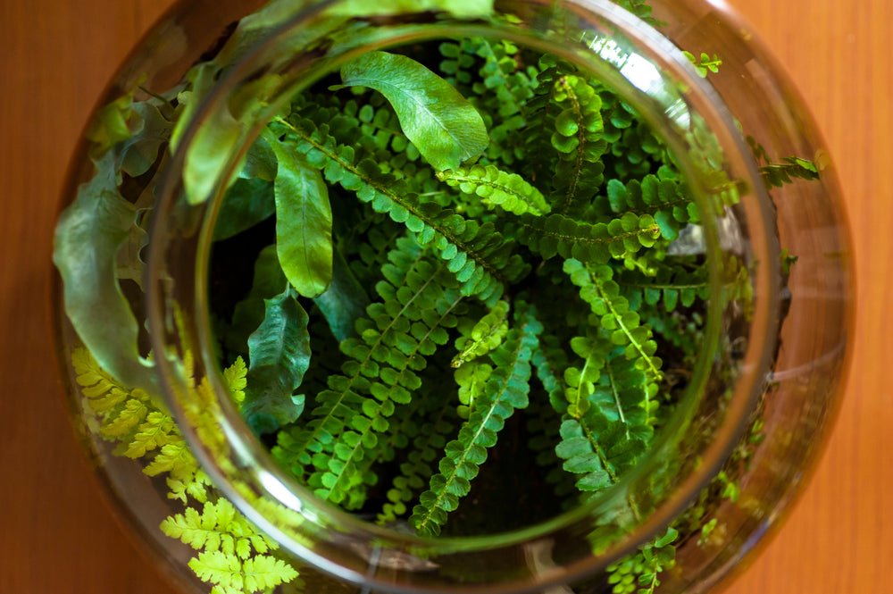 Ventilation : le secret d'un terrarium sain