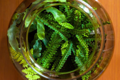 Ventilación: el secreto para un terrario saludable