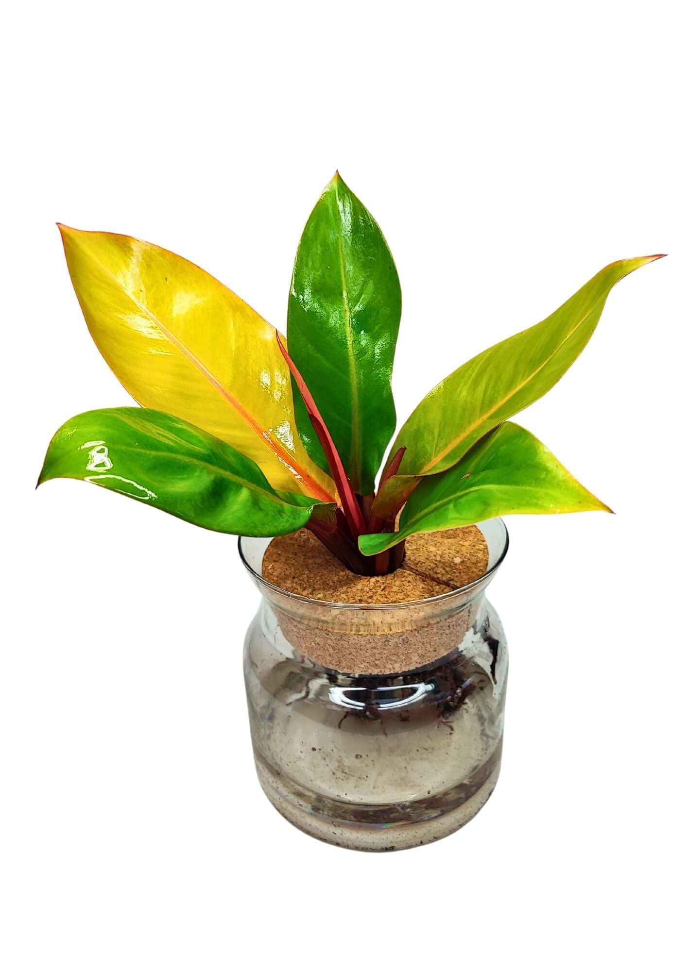 Piante in Idrocoltura