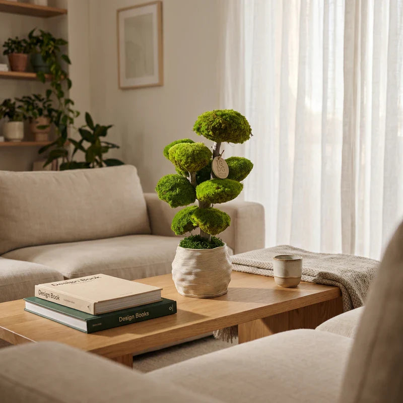 Bonsai kumori in in un salotto moderno e luminoso 
