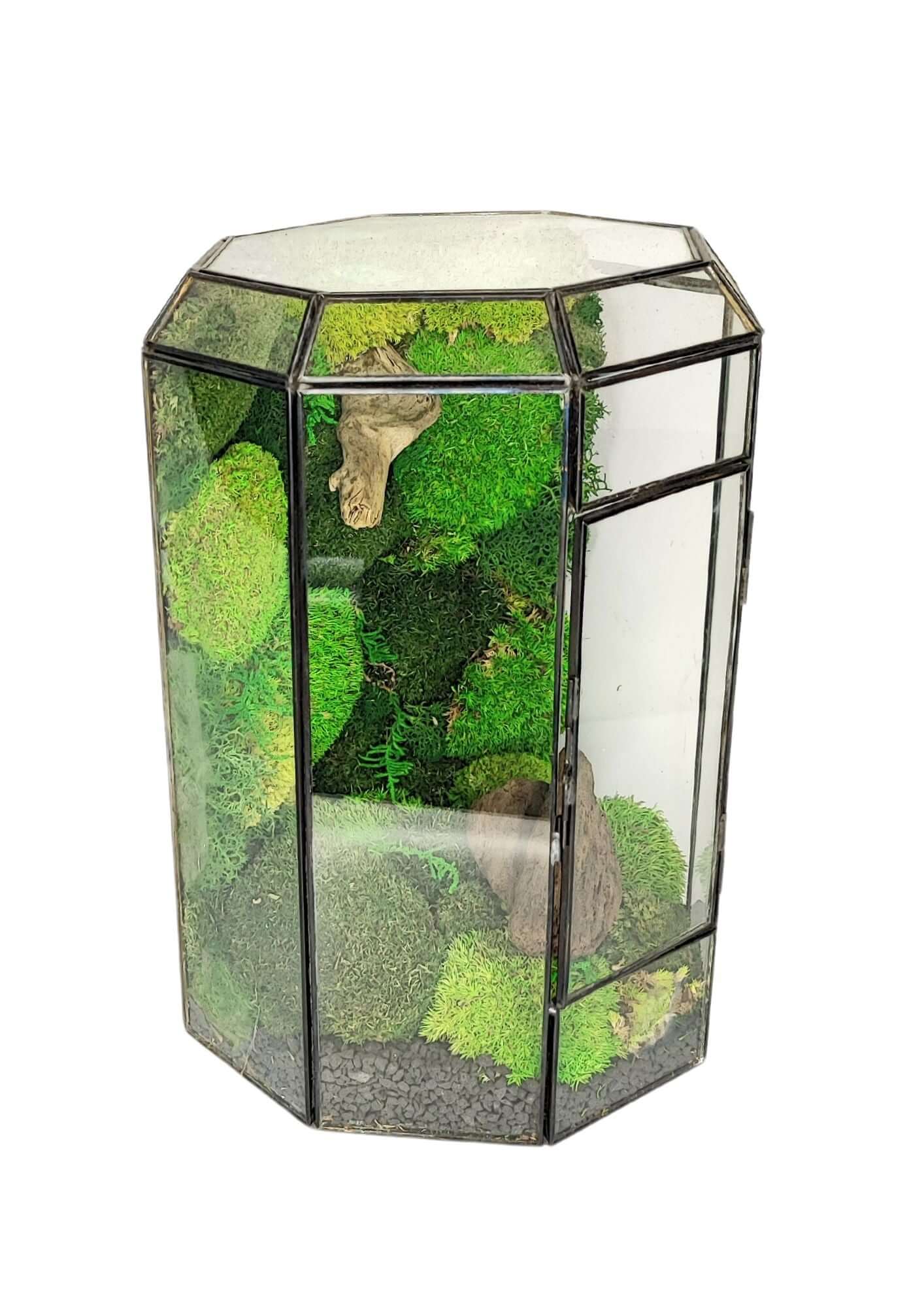 Terrarium con Muschio Stabilizzato e Licheni