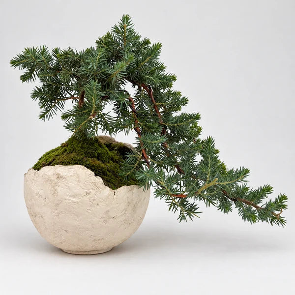 Bonsai Juniperus Blue Pacific di 14 anni con rami sinuosi cascanti in vaso bianco fatto a mano, larghezza 40 cm