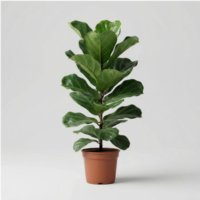 Ficus Lyrata 90 cm